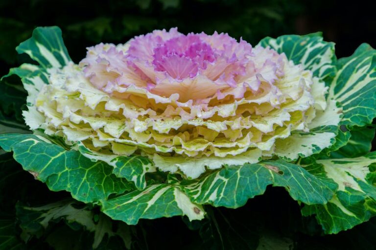 Wie viel Eiweiß hat Harzer Käse? Erfahre hier die Antwort und mehr!