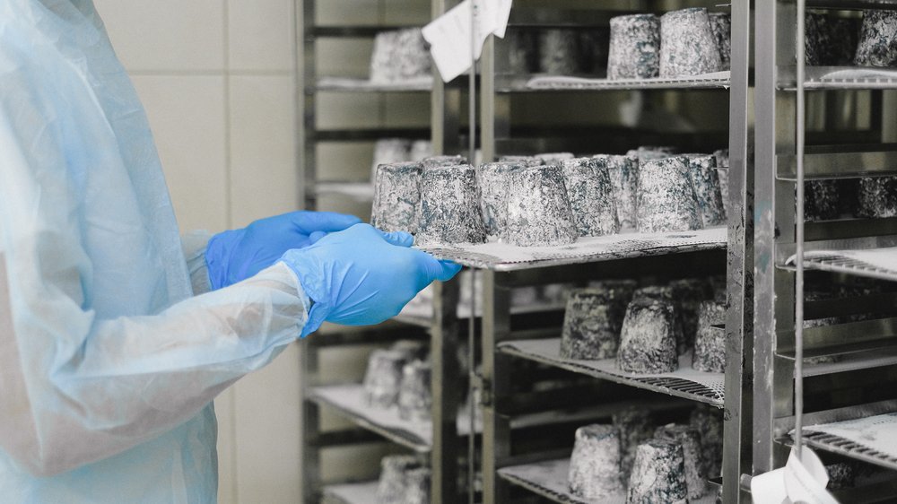 käse selber machen ohne lab